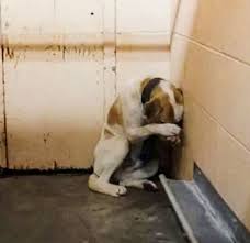 While we were returning after feeding 300 homeless dogs, we ...