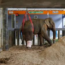 Phuket Elephant Sanctuary | Explore Thailand's longest ...