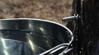 Chippewa Nature Center to host Maple Syrup Day