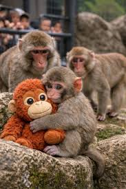 The other monkeys looked at him in surprise. Not because he ...