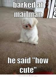 Quotes Sayings Puppy Cute. QuotesGram via Relatably.com
