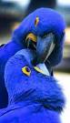 pictures of 2 parrots kissing images animated birthday
