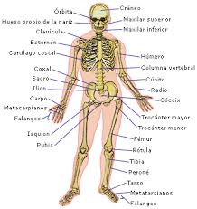 Resultado de imagen para cuerpo humano
