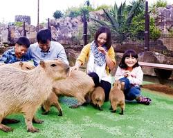 動物園で動物と触れ合う子供の画像