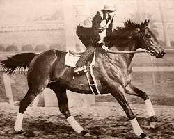 Seabiscuit horse resmi