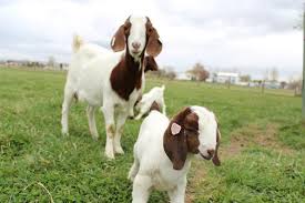 Image result for GOAT