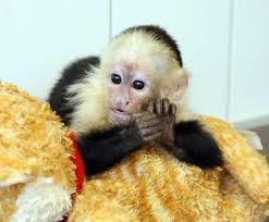 Image result for MONKEYS