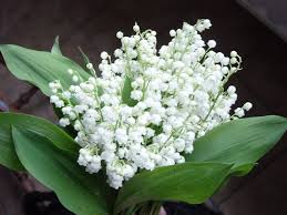 R�sultat de recherche d'images pour "gif muguet"