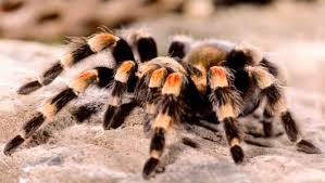 Image result for tarantula