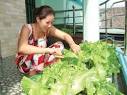 Kết quả hình ảnh cho trồng rau xà lách tại nhà