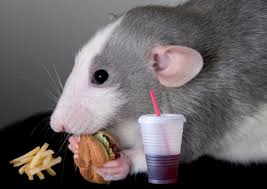 Image result for rats