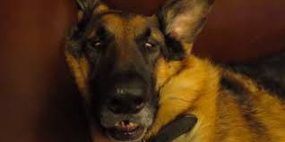 Image result for +dog