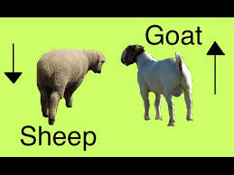 Image result for goats