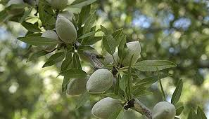 almond tree ile ilgili görsel sonucu