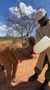 Baby Elephant Drinking Milk | Sheldrick Wildlife Trust | TikTok