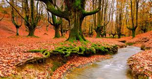 Image result for tree wallpaper