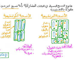 Image of الخلايا البرنشيمية في الأنسجة النباتية