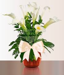 Znalezione obrazy dla zapytania kalia