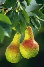 Hasil gambar untuk pear