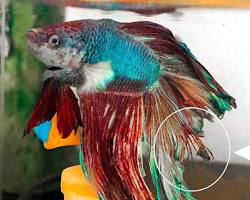 Image of Betta fish fin rot