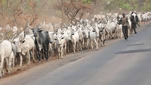 Image result for herds men killing