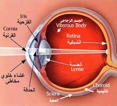العين البشرية