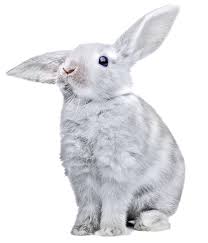 Image result for RABBIT