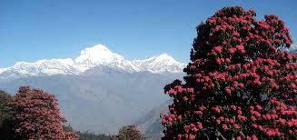 Image result for rhododendron in nepal