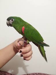Image result for baby macaw parrot for sale