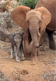 It's a Baby Boom: 65 wild-born babies & counting! Still ...