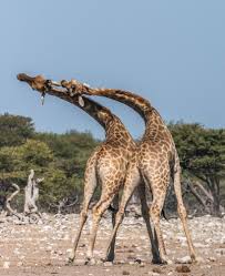 Kết quả hình ảnh cho Why are giraffes so tall?