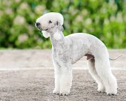 Bedlington Terrier dog