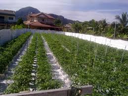 fertigation systems ile ilgili görsel sonucu