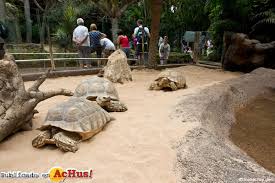 Resultado de imagen de imagenes de loro parque