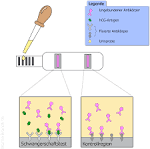 Schwangerschaftstest prinzip