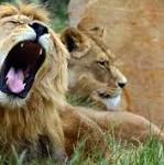Three suspected poachers mauled death