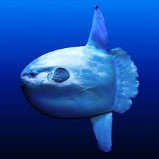 Image result for mola mola fish fun facts