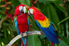 Image result for macaw parrot hd