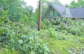 Storm downs trees in north Calloway