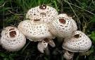 Identification: lpiote comestible? - Atlas des Champignons