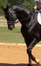 Image result for HORSE