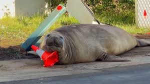 Watch Neil the Seal wreak havoc in Tasmania