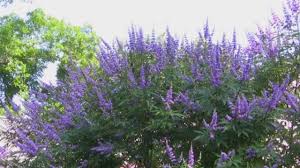 Tetradium daniellii var. hupehensis에 대한 이미지 검색결과