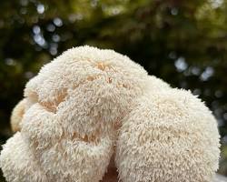 Lion's mane mushroom