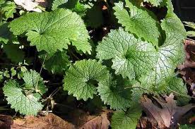 Image result for garlic mustard