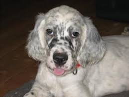 A.K. Jay blue belton - Irisch Red Setter vom Gebirgsjägerhof