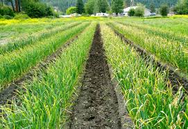 Image result for garlic