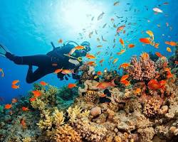 Image of Night snorkeling, Andaman