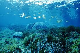 Risultati immagini per aree marine protette cilento