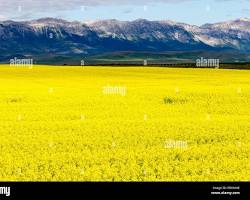 Image of Rapeseed fields in Canada